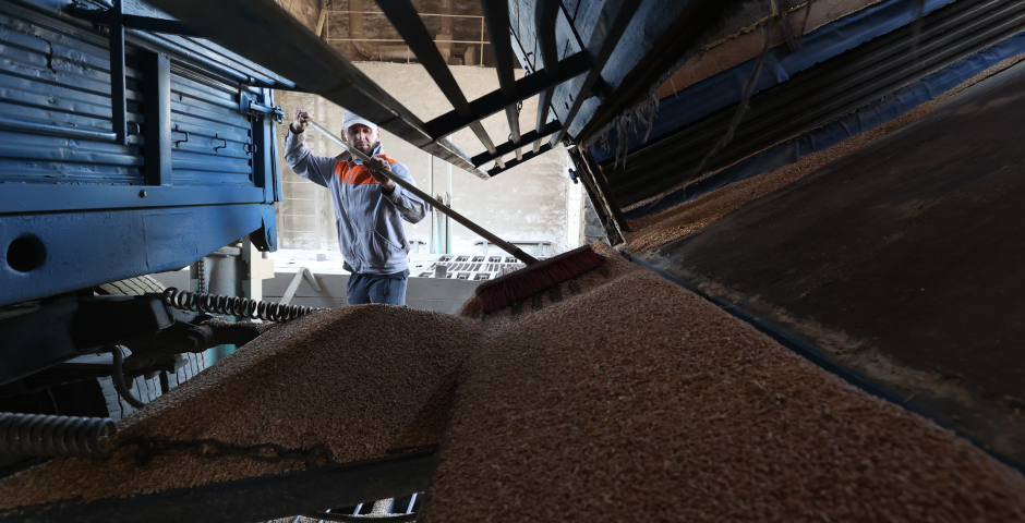 Россия стала крупнейшим поставщиком зерна в Пакистан