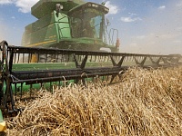 Россия в январе 2024 г. сократила поставки зерна в ЕС почти вдвое