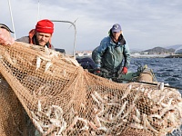 Вылов рыбы в России вырос на 2% за год