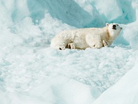 Арктическая субсидия на 2024–2026 гг. увеличена вдвое