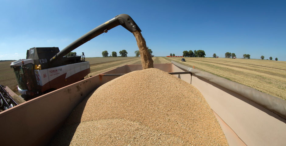 Россия заняла почти четверть мирового рынка зерна