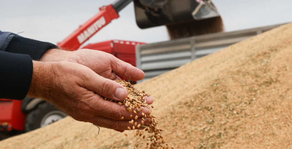 Российский зерновой союз: в 2024 году будет собрано 145 млн тонн зерна