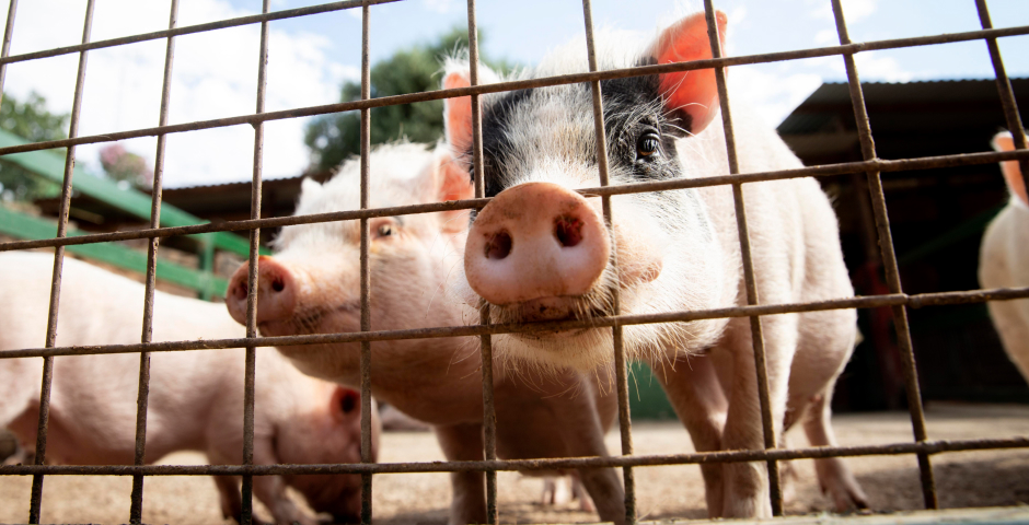 Cоюз свиноводов прогнозирует годовой экспорт свинины в 250 тысяч тонн