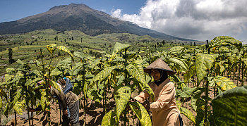 Гигант с характером
