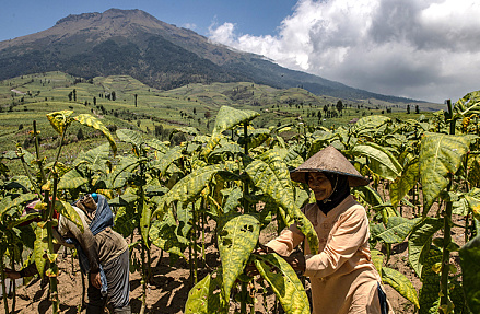 Гигант с характером
