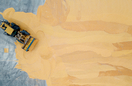 Зерно оставляют на карантине