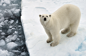 Чистая Арктика