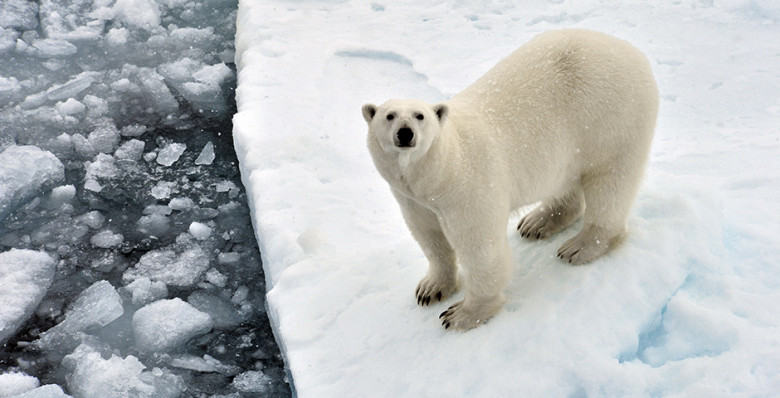 Чистая Арктика