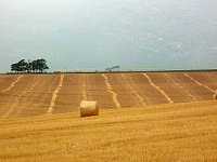 Китай отменит пошлины на американскую сельхозпродукцию