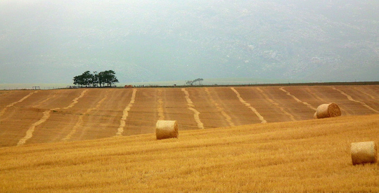 Китай отменит пошлины на американскую сельхозпродукцию