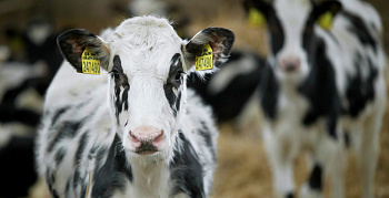 Выжечь любой ценой