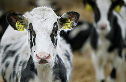 Выжечь любой ценой