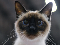 В Таиланде кошки поддержали экономику на фоне спада туризма