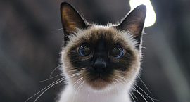 В Таиланде кошки поддержали экономику на фоне спада туризма