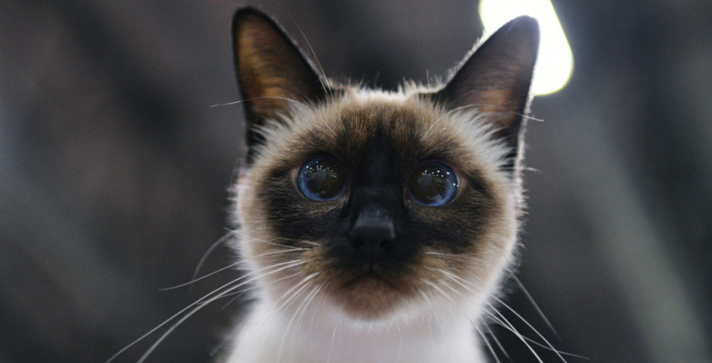 В Таиланде кошки поддержали экономику на фоне спада туризма