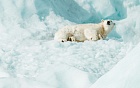 Арктическая субсидия на 2024–2026 гг. увеличена вдвое
