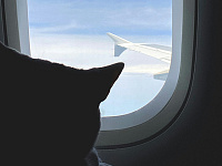 Red Wings разрешила перевозить животных на креслах в самолете