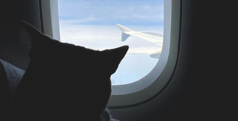 Red Wings разрешила перевозить животных на креслах в самолете