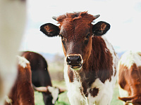 В Новосибирской области ввели режим ЧС из-за массового заболевания скота