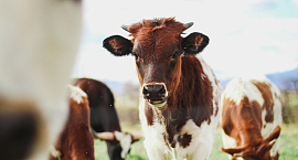 В Новосибирской области ввели режим ЧС из-за массового заболевания скота