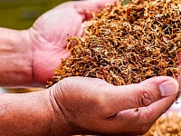 ФТС изъяла 13,5 млн пачек нелегальных сигарет за девять месяцев