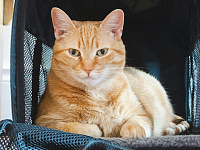 «Победа» разрешила перевозить питомцев на креслах в самолете