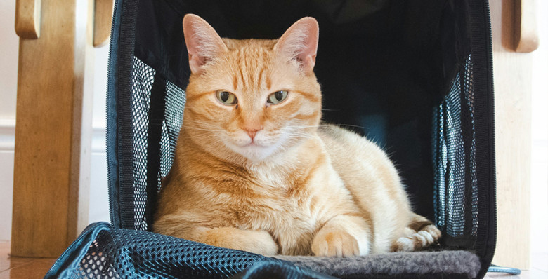 «Победа» разрешила перевозить питомцев на креслах в самолете