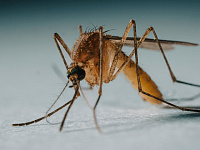 Исландия перестала быть единственной страной без комаров