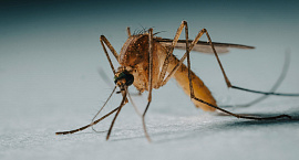 Исландия перестала быть единственной страной без комаров