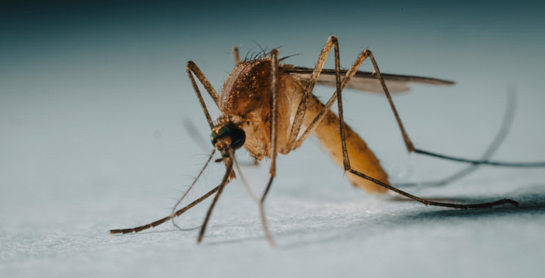 Исландия перестала быть единственной страной без комаров