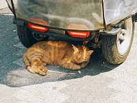 Ученые назвали 2025 год одним из самых жарких в истории наблюдений