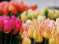 Назван средний чек на букеты к 8 марта