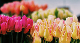 Назван средний чек на букеты к 8 марта