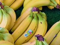 Импорт бананов из Эквадора в Россию сократился на 6%