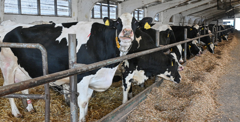 В Новосибирской области почти завершено изъятие скота