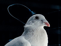 В России создали голубей-биодронов