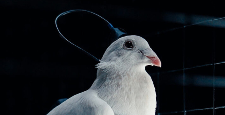 В России создали голубей-биодронов