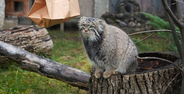 Термин «зажировка» попал в словарь из-за манула Тимофея