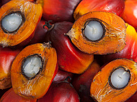 Кабмин заявил о безопасности пальмового масла