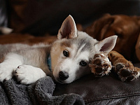 «Ведомости»: кабмин поддержал обязательный учет и маркировку питомцев в России