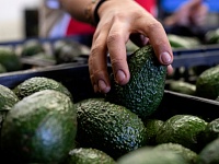 Мексика хочет поставлять в РФ больше авокадо и 20% всей своей текилы