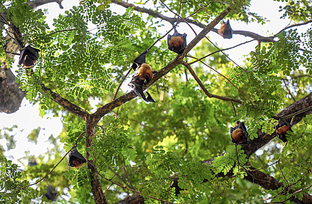 Чем грозит индийский вирус Нипах