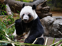 Последних в Японии панд увезли в Китай