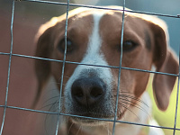 Кабмин поддержал проект о конфискации животных у жестоких хозяев