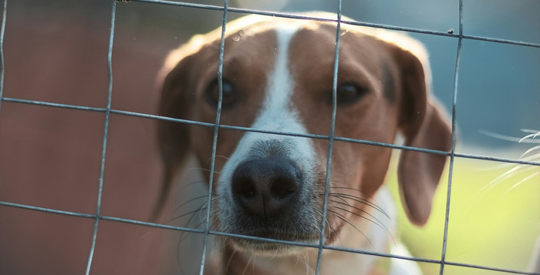 Кабмин поддержал проект о конфискации животных у жестоких хозяев