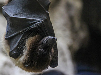 Роспотребнадзор дал рекомендации после смерти в Бангладеш от вируса Нипах