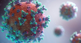 В Индии выявили вспышку неизлечимого вируса Нипах