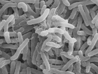 ВОЗ зафиксировал рост смертности из-за холеры в мире