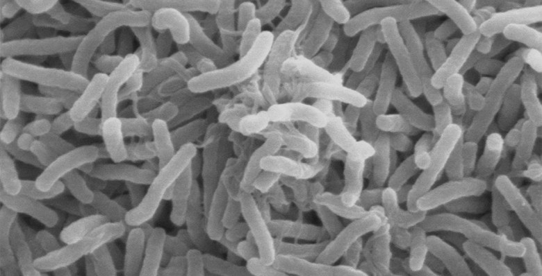 ВОЗ зафиксировал рост смертности из-за холеры в мире