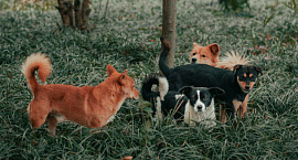 В России вынесли первый приговор по делу о самовыгуле собаки